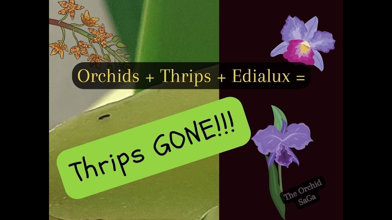 Orchids, Thrips and Edialux = Thrips GONE!!! :D