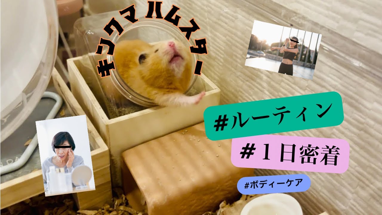 キンクマハムスターのルーティン🫣#ハムスター #キンクマ #hamster #hamster