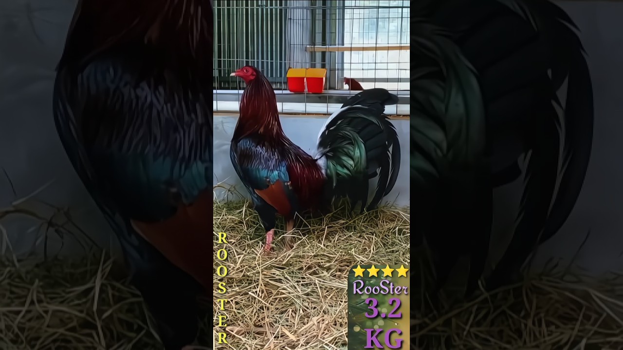 J:1433E. Beautiful cock breeds ❤️❤️ [3.2KG]