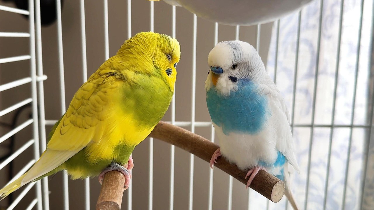 The Budgies CA 🇨🇦