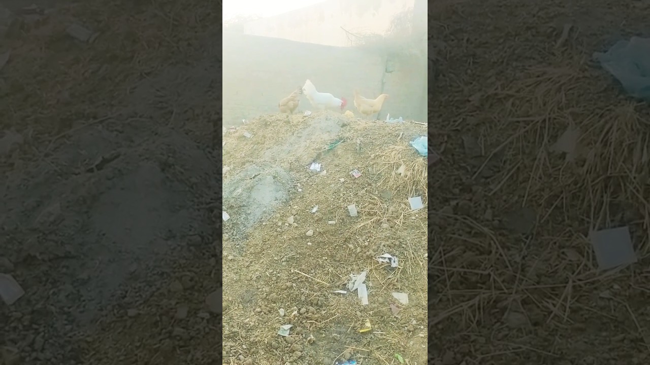 Leghorn chicken with two hen  ڪڪڙ ۽ مادي ڪڪڙ #leghorn  #hen  #amanullahjamali  سنڌ جا پکي