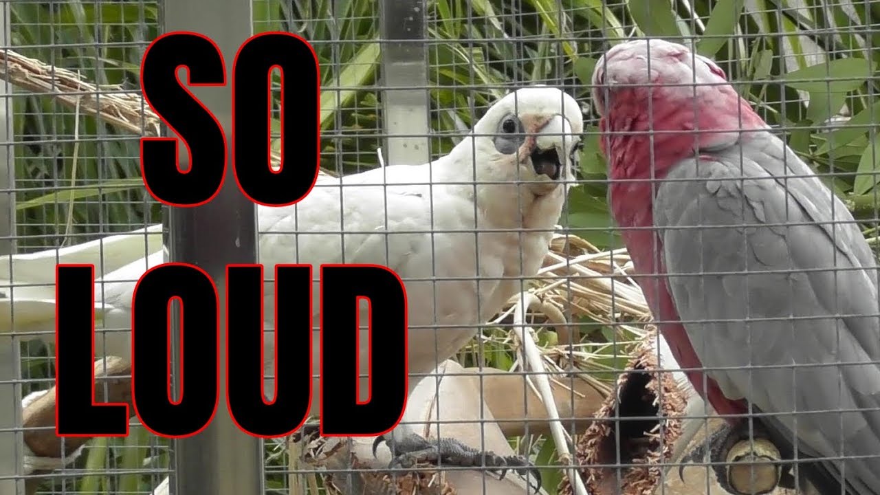 Corella and Galah Noise | SO LOUD!!! Play this to your birds ANTI ASMR