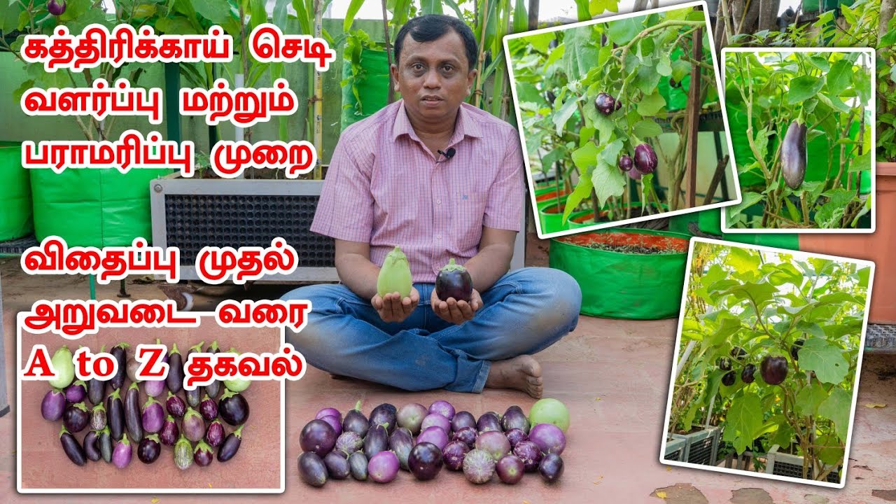 கத்திரிக்காய் செடி வளர்ப்பு மற்றும் பராமரிப்பு முறை