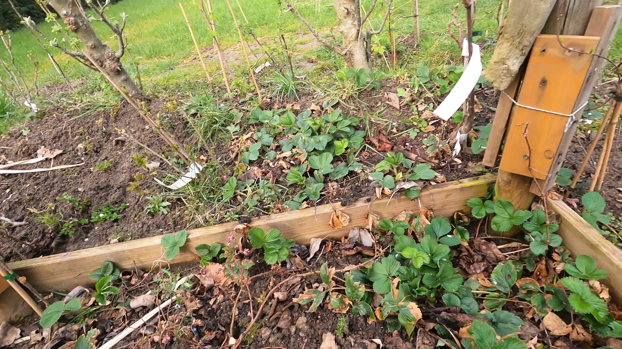 Obstgarten im April   erste Bl&uuml;ten Johanisbeere, Pfirsich, Pflaume