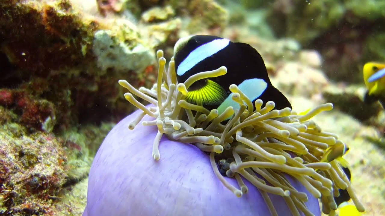Diving Maldives Kuramathi Rasdhoo / North Ari Atoll