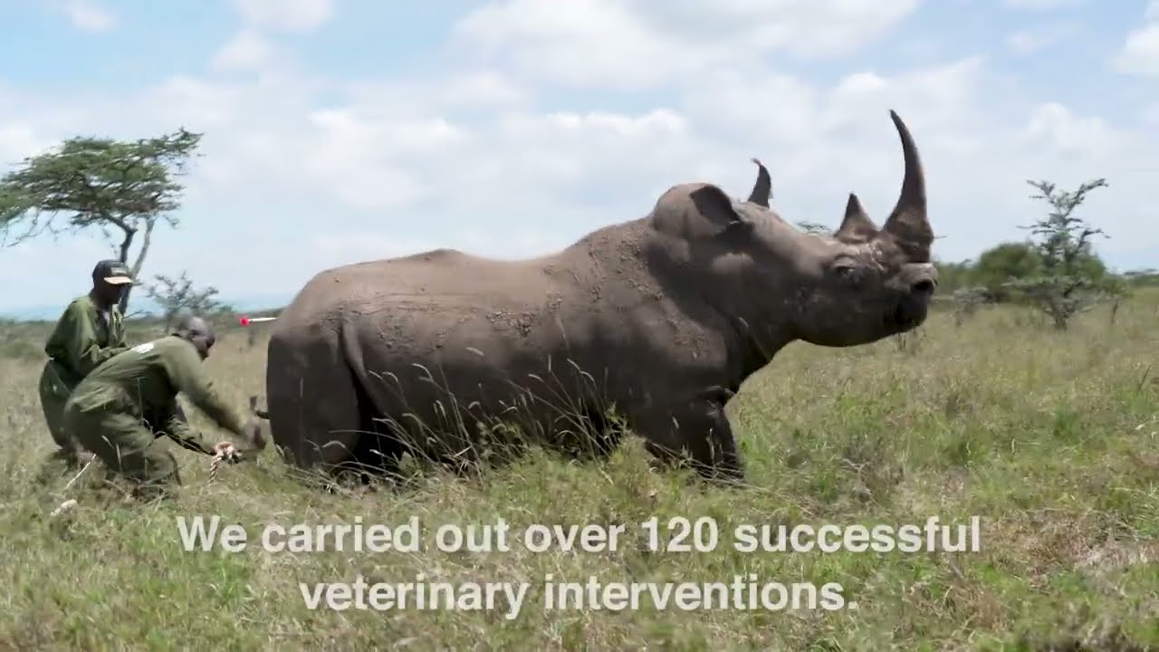 2025 Ol Pejeta's End of Year Video