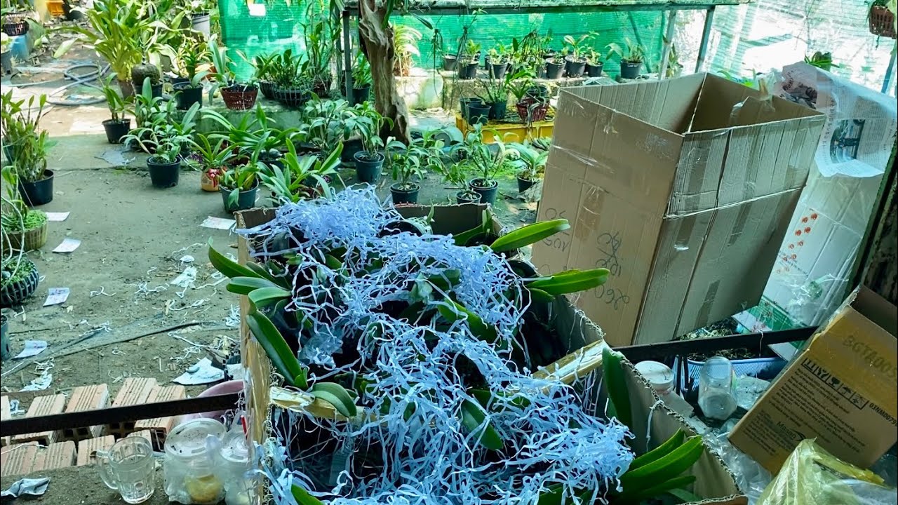 Hoa Tết trâu nụ 50k 1 chậu hồ điệp ấn 70k 1 bản còn nhiều loại hoa rừng đang nụ zalo0937797472