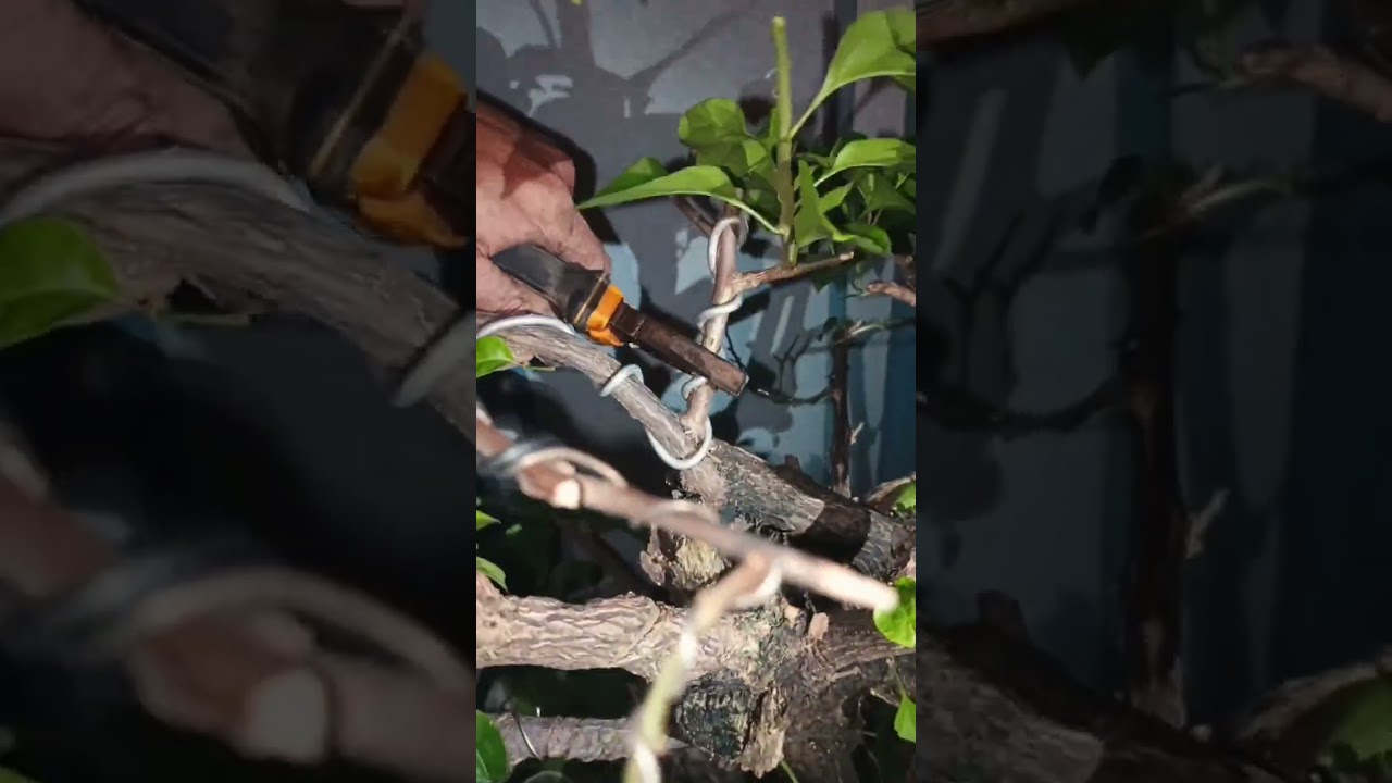 Bougainvillea Bonsai workshop#bonsai #bonsaitutorial #bonsaicare #bougainvilleabonsai