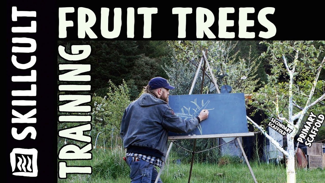 Fruit Tree Training Explained, Modfied Central Leader & Delayed Open Center