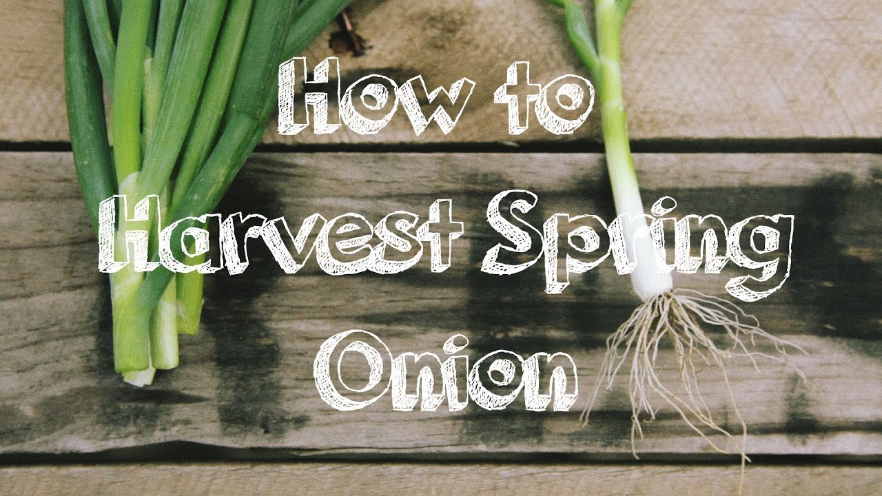 How to Harvest a Spring Onion