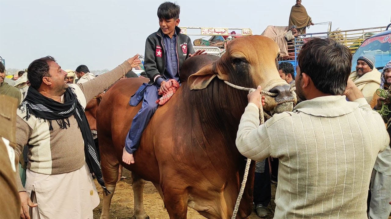 19 Lac Kay 2 Bachray Hashim Nay Multan Mandi Ma Dhoom Macha Di | SS Tv |