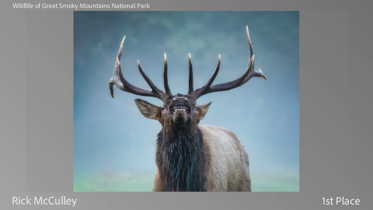 Smokies Through the Lens Photography Contest - 2026 Winners
