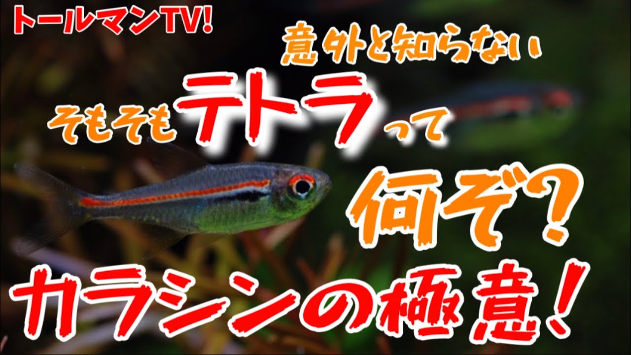 『テトラって何ぞ！？』人気熱帯魚のカラシンについての極意！トールマンTV！