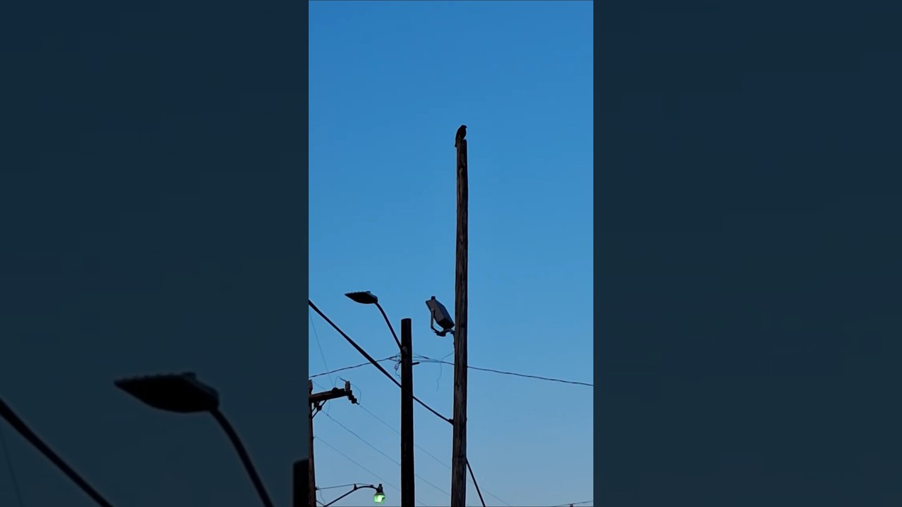 He Is Always Watching 🦅 