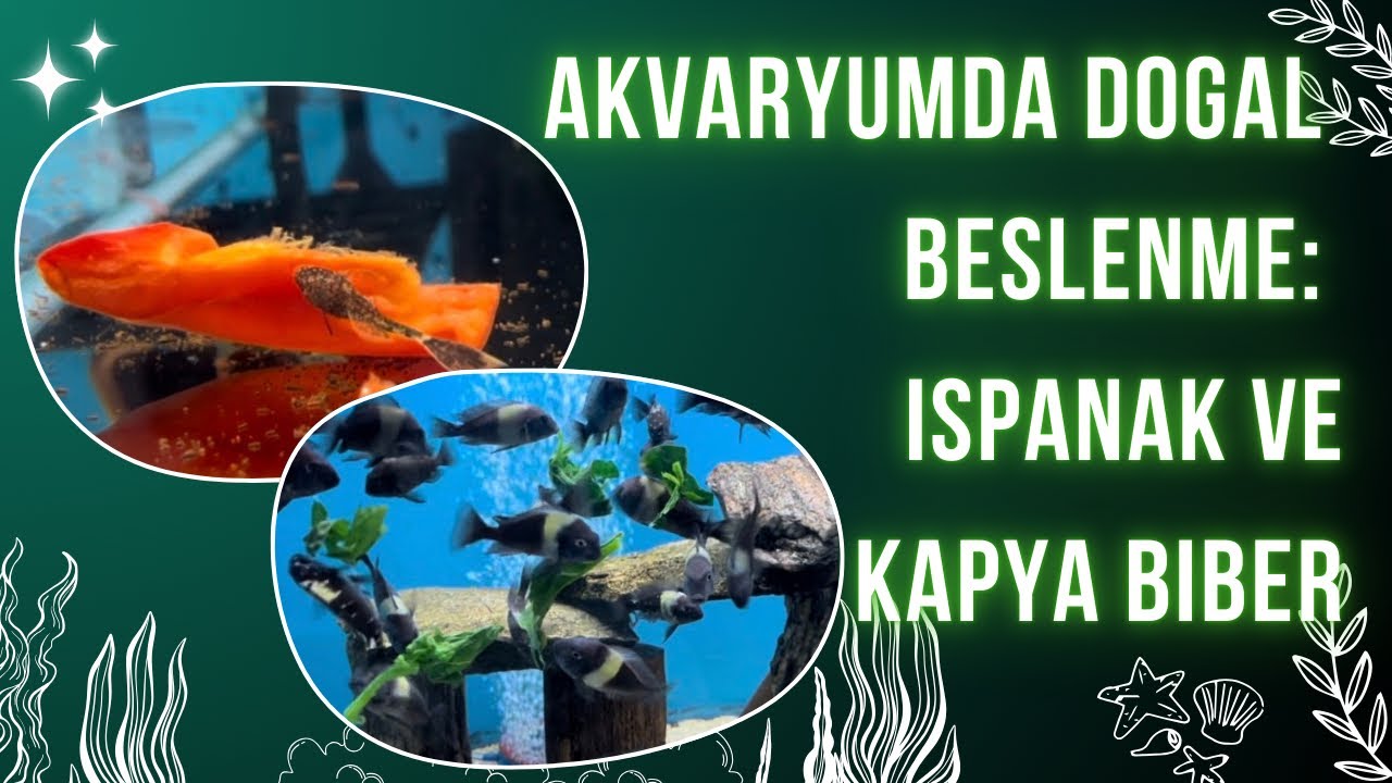 AKVARYUMA DOĞAL YEM YAPIMI | ISPANAK VE KAPYA BİBER İLE BALIK BESLEMEK #lepistes #l144 #akvaryum 