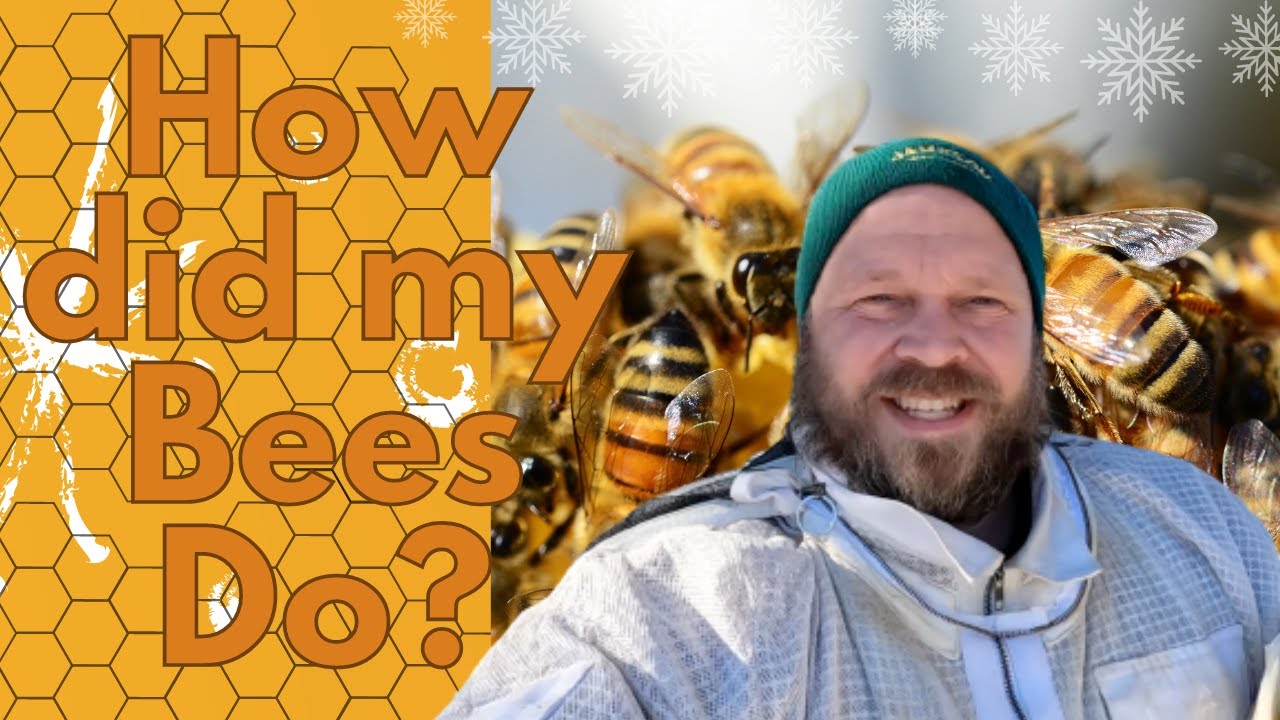 How many SURVIVED Winter - Minnesota Beekeeping Update