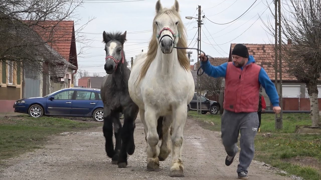 Caii lui Vlad de la Madaras, Bihor - 2023 Nou!!!
