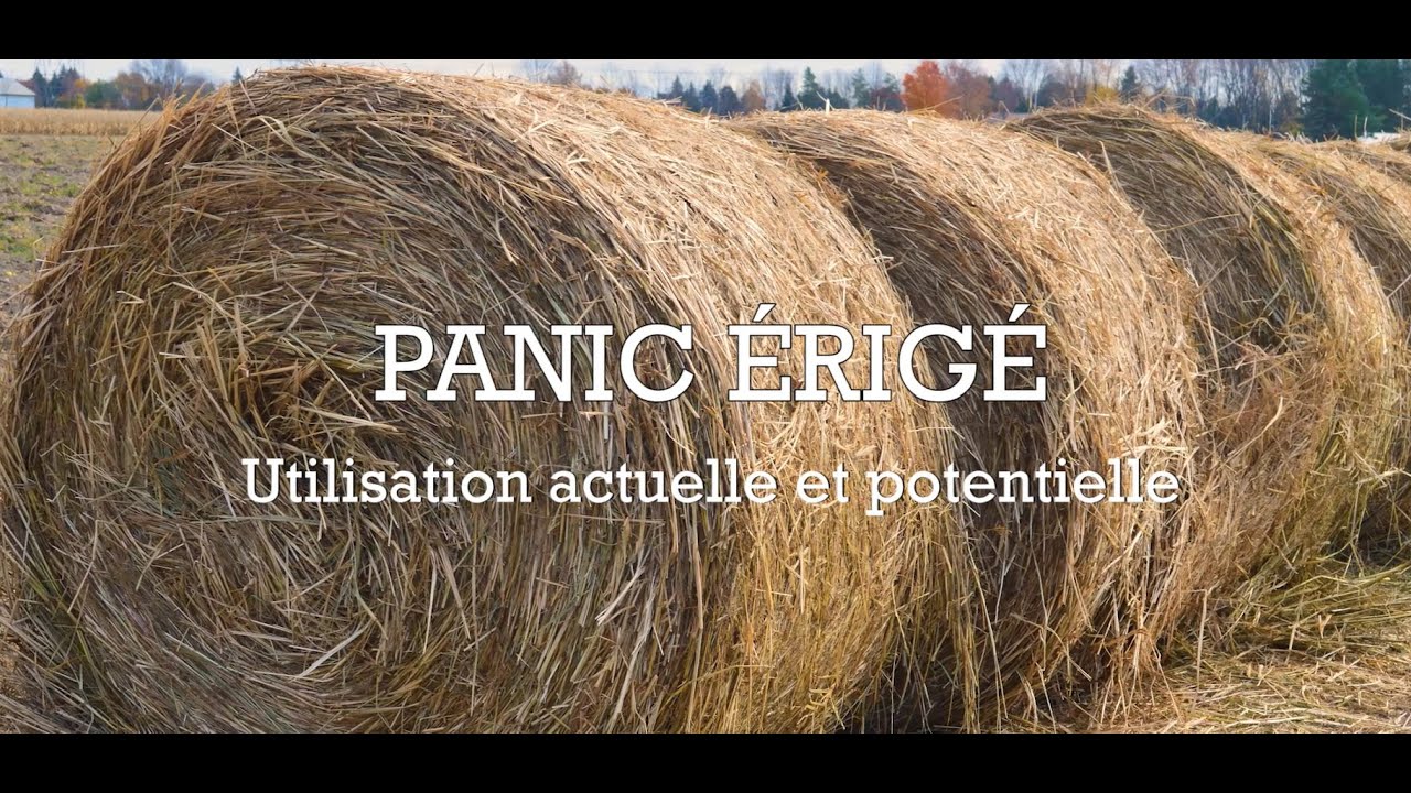 Capsule 5 - Panic érigé : utilisation actuelle et potentielle