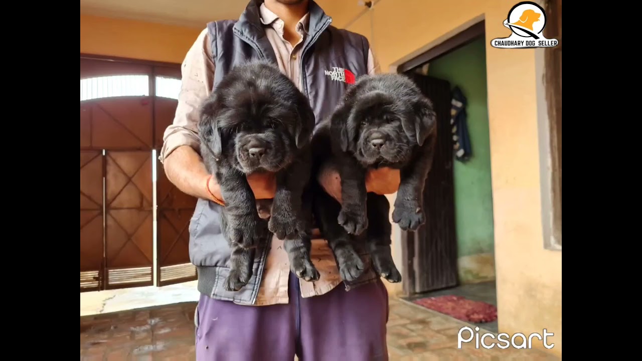 Son of RAJA PB pupps Available Top Combination and Top 🩸line  💥💣💥💣 9671050175