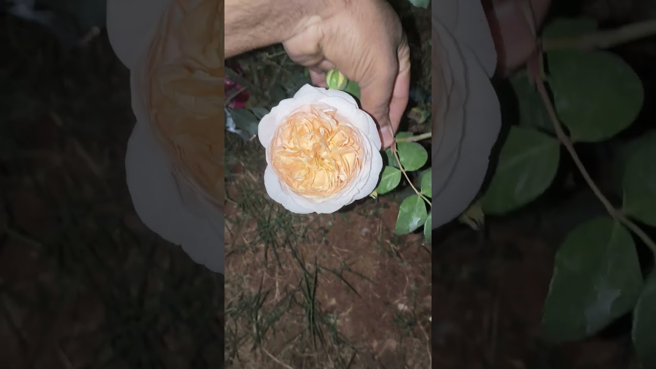 Дразня Джорджию, она подняла голову