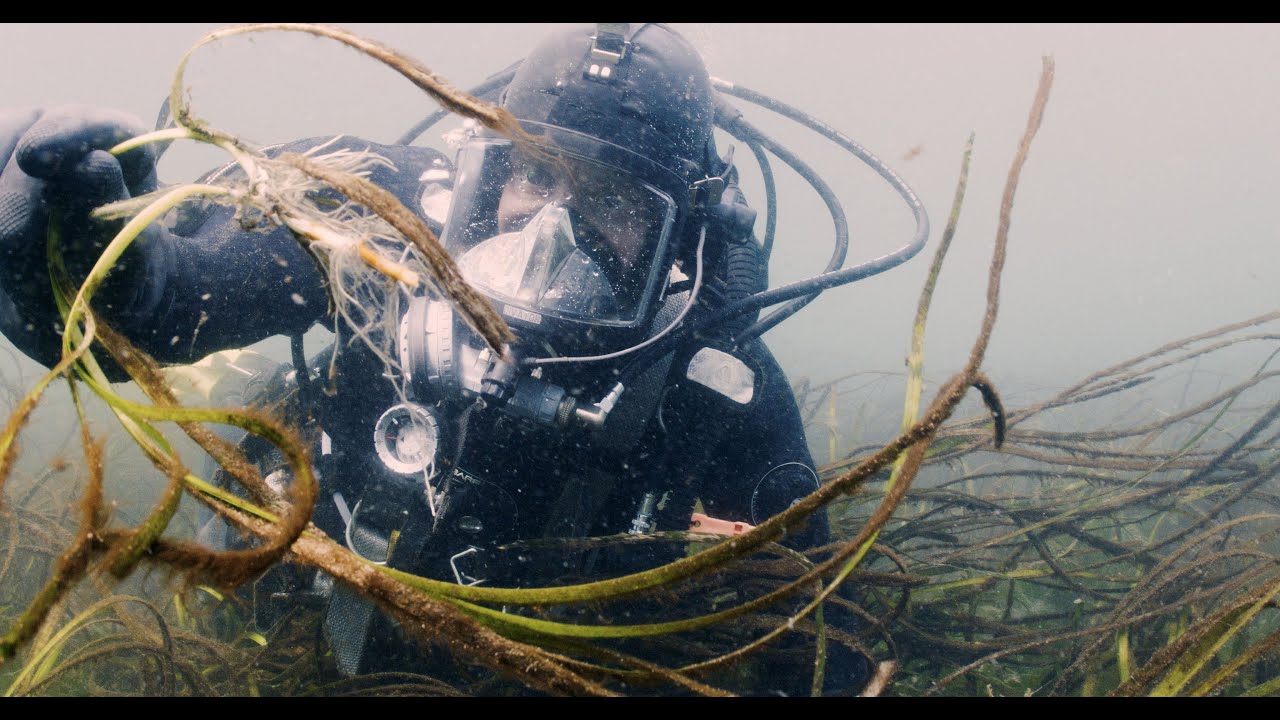 Eelgrass Restoration Guide - transplanting by diving