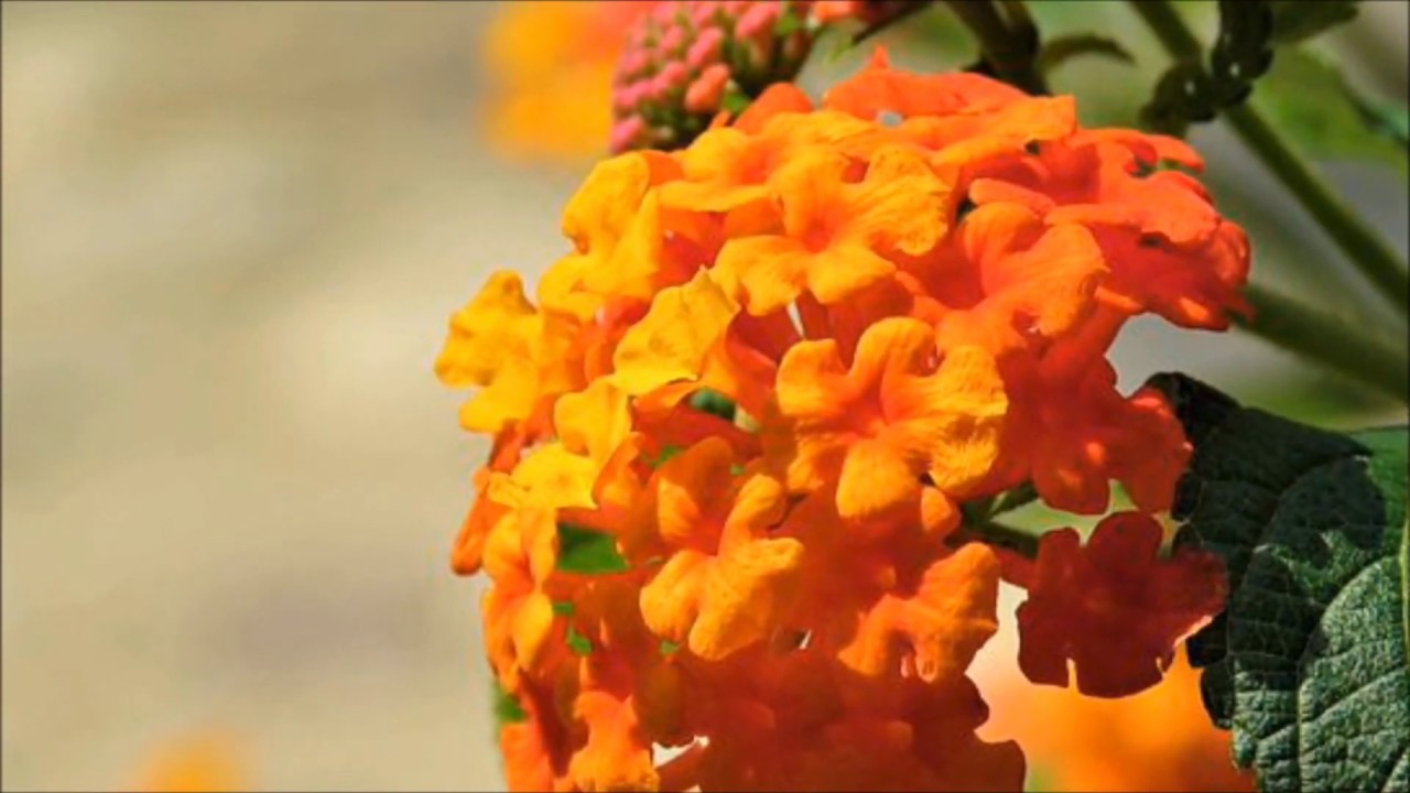 Lantana - Poradnik Ogrodowy #67