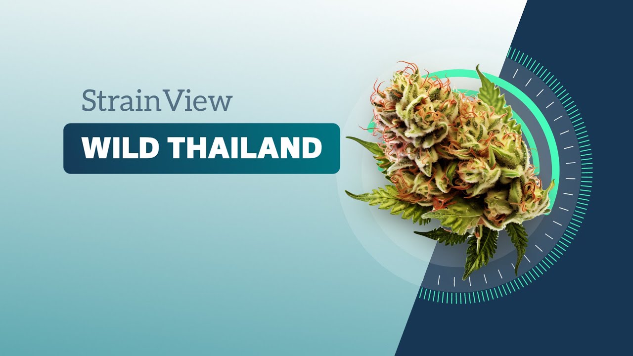 Wild Thailand - Strainview