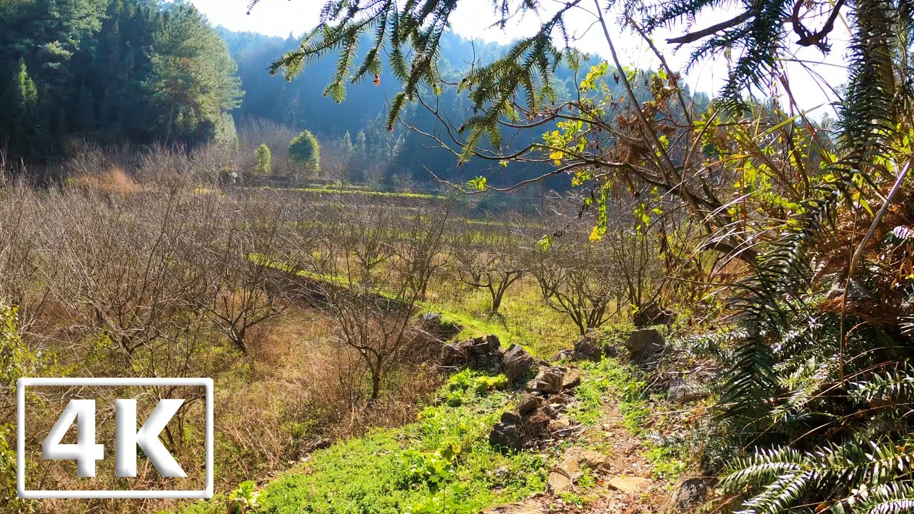 【4K】BEAUTIFUL Forest Walk in China - Virtual Walking Tour (60fps) 🇨🇳