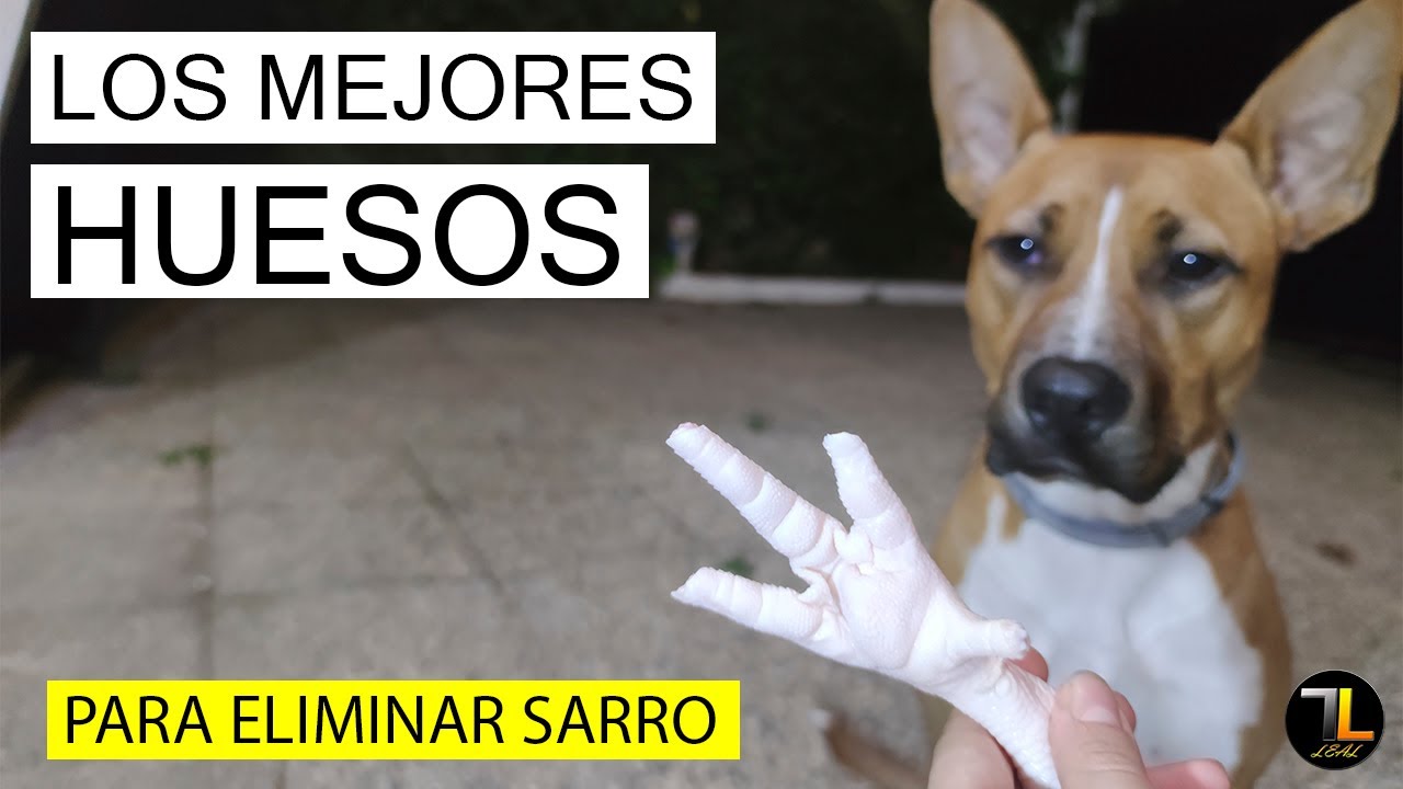 Los MEJORES HUESOS para ELIMINAR el SARRO de tu PERRO