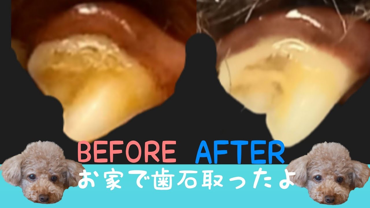 『お家で犬🐶の歯石取ってみた』リペアン