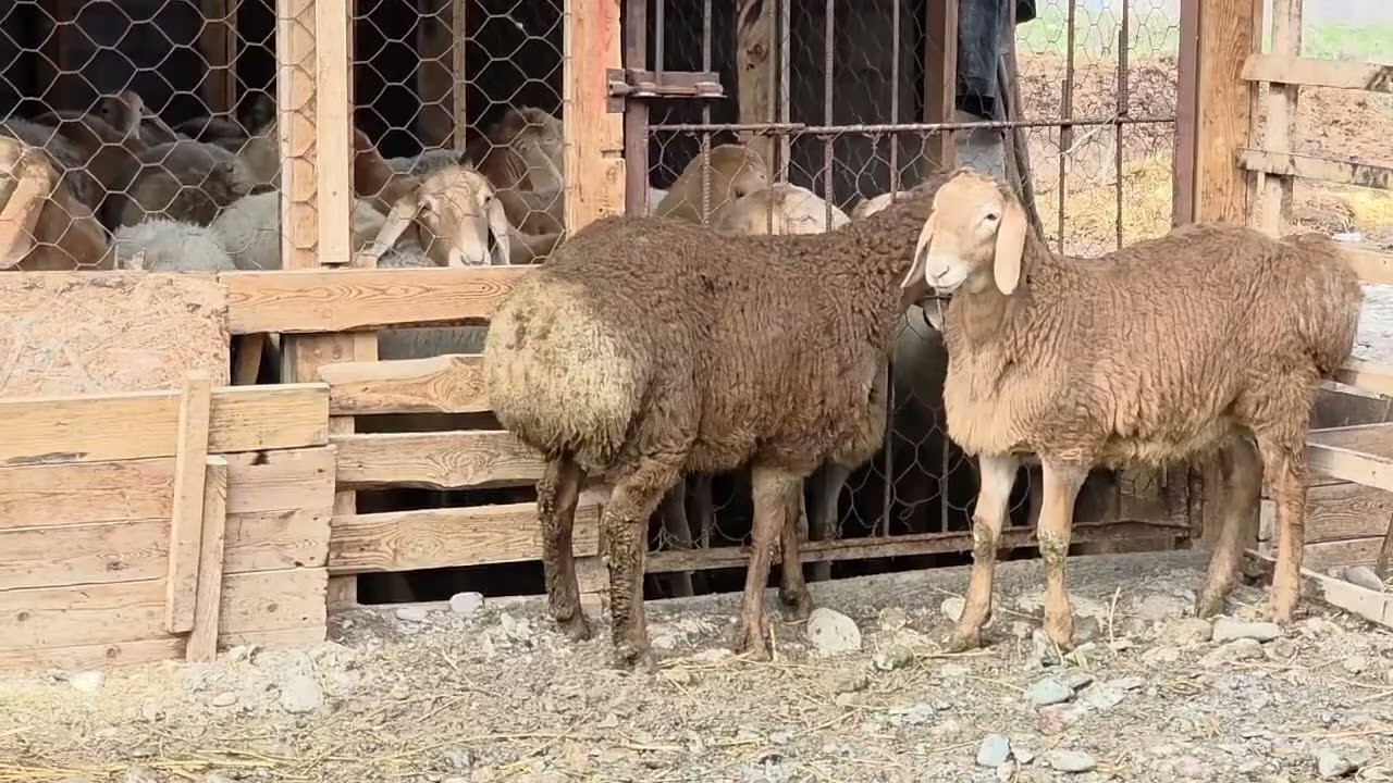 3-4 айлык козу кочкорлор сатылат эки жактан линия бар 0777959547