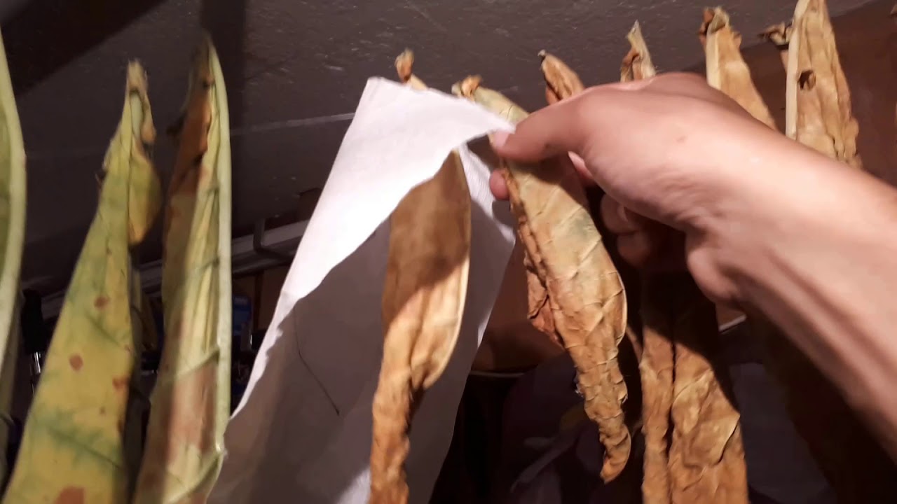 Tabak, es geht in die erste Fermentierung