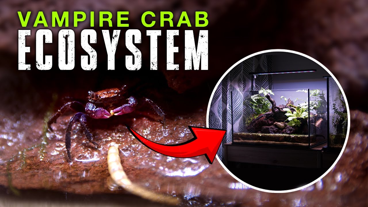 🦀 I BUILT A 5 GALLON VAMPIRE CRAB ECOSYSTEM (FILTER LESS)