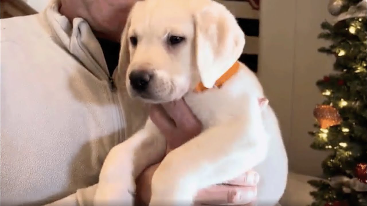 Flashback Friday: Fluffy Lab Puppies Rudolph and Frosty Around the CHRISTMAS Tree! #puppy #labrador