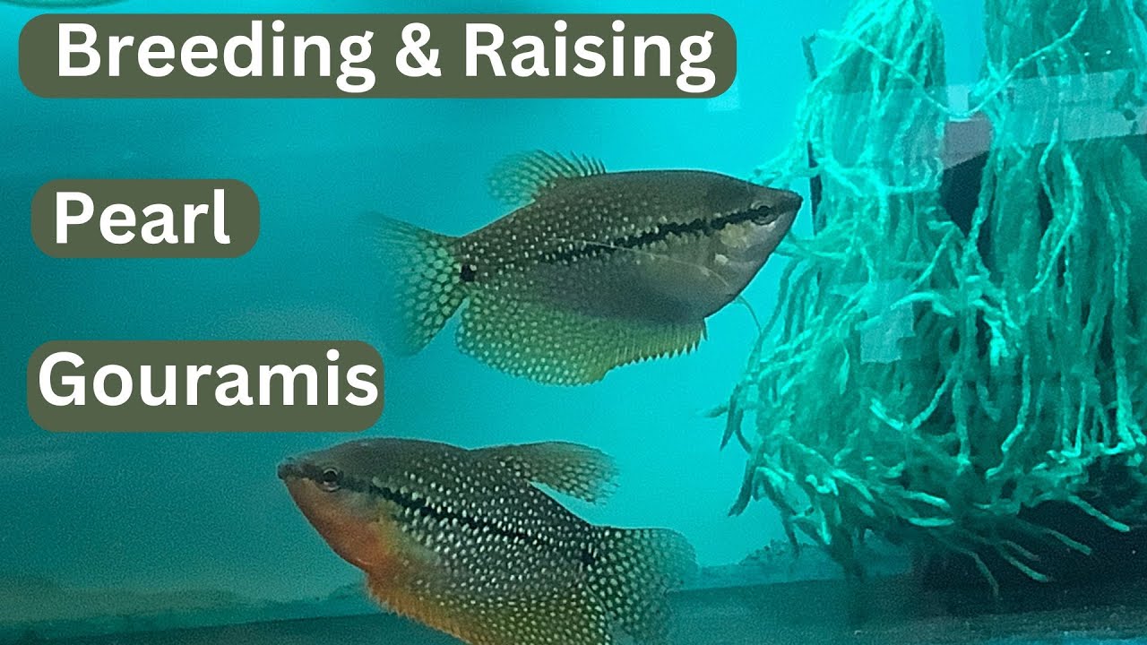Breeding Pearl Gouramis (Version 2b)