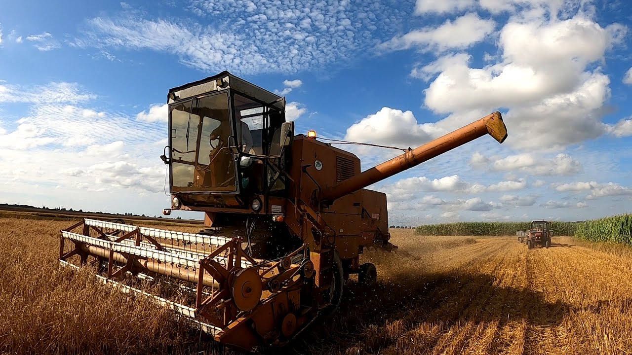 Bizon Niezłomny Koszenie pod kombinatem
