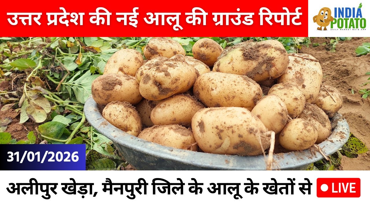 31/01/2026 : उत्तर प्रदेश की नई आलू की ग्राउंड रिपोर्ट| Ground Report of Potatos in UP- India Potato