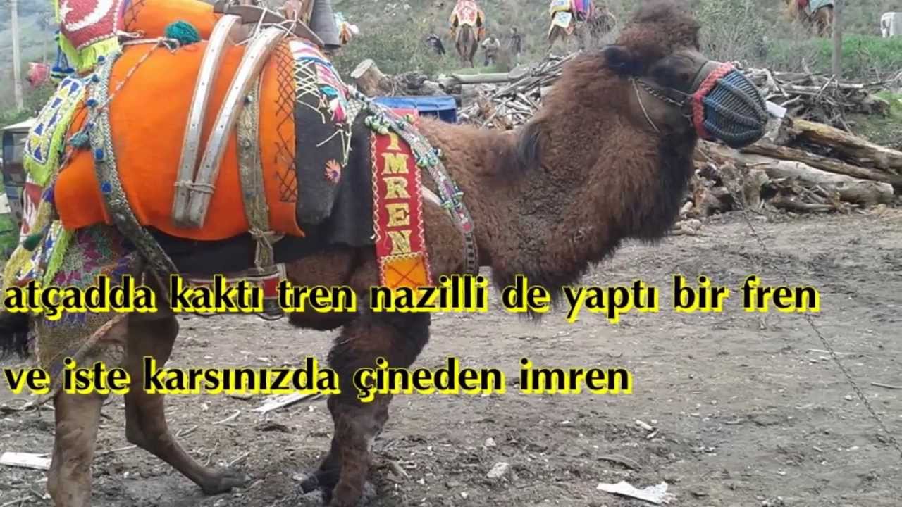 pehlivan develer
