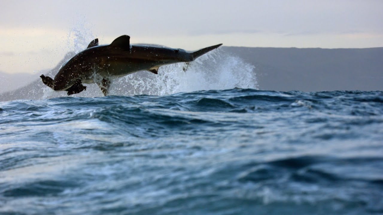 Shark Alley: The Seal Vs Matilda The Great White | SHARK WEEK