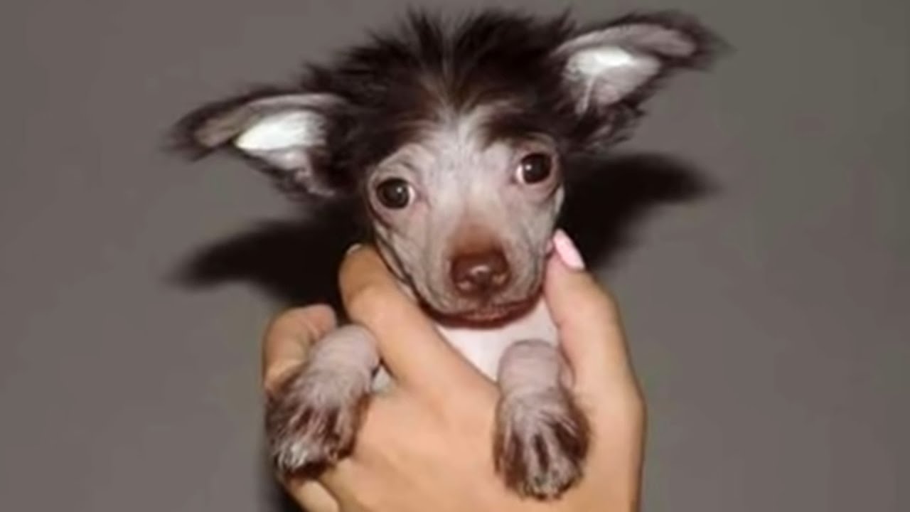 Женщине подарили щенка, но когда тот подрос, она сильно испугалась!