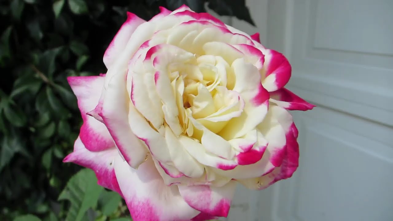 The Double Delight Hybrid Tea Rose Strong, Pleasant Fragrance Striking, Two-Toned Blooms.
