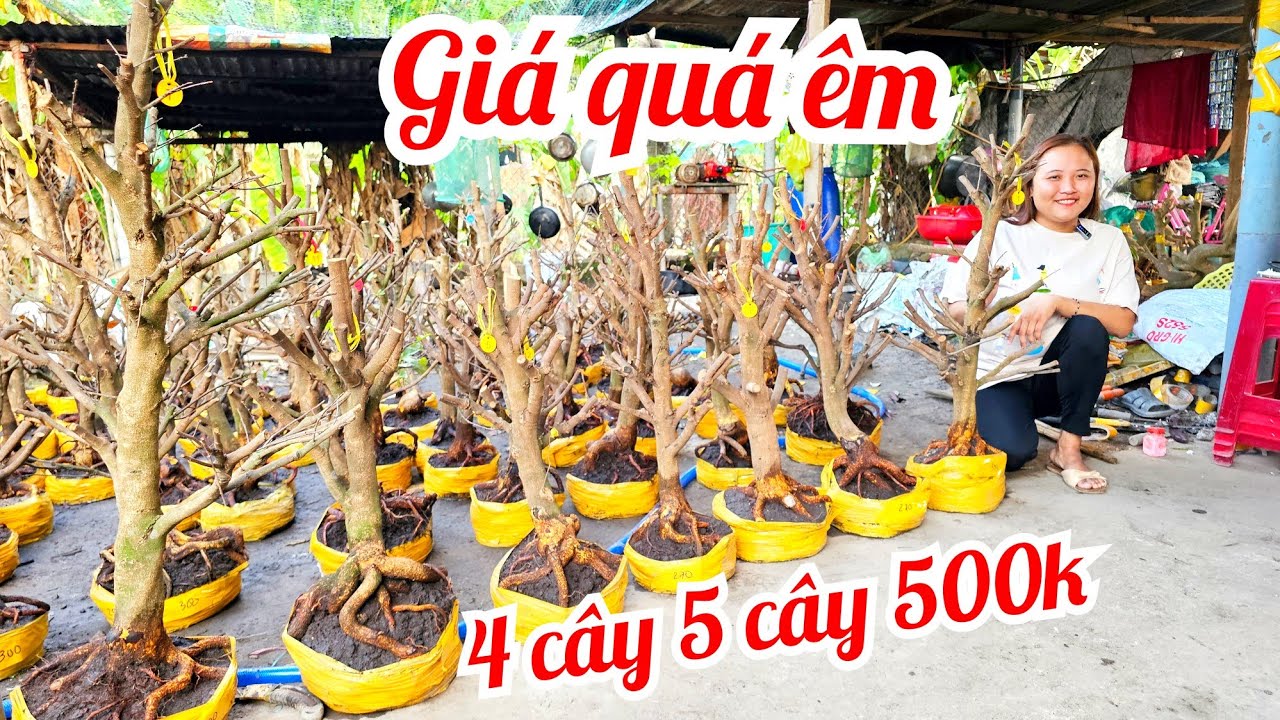 Em Thắm 📲 0327347301 giá rẻ làm quen mai Giảo Thủ Đức đế đẹp giá rẻ 15/3 Chợ Gạo (@MaivàngQuêdừa)