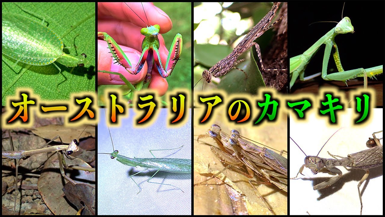 オーストラリアで出会ったカマキリたちを紹介します！
