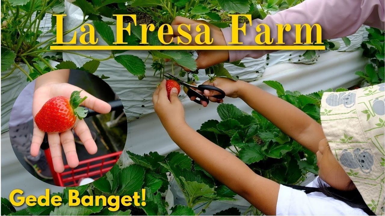 La Fresa Farm - Wisata Petik Strawberry Jepang Tapi di Bandung