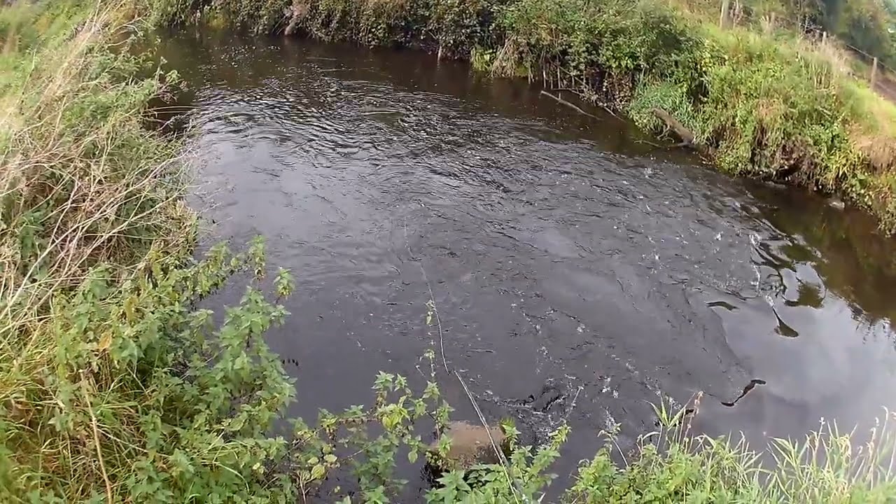 Dollaghan  Brown Trout on the Montana Nymph  Episode 1.
