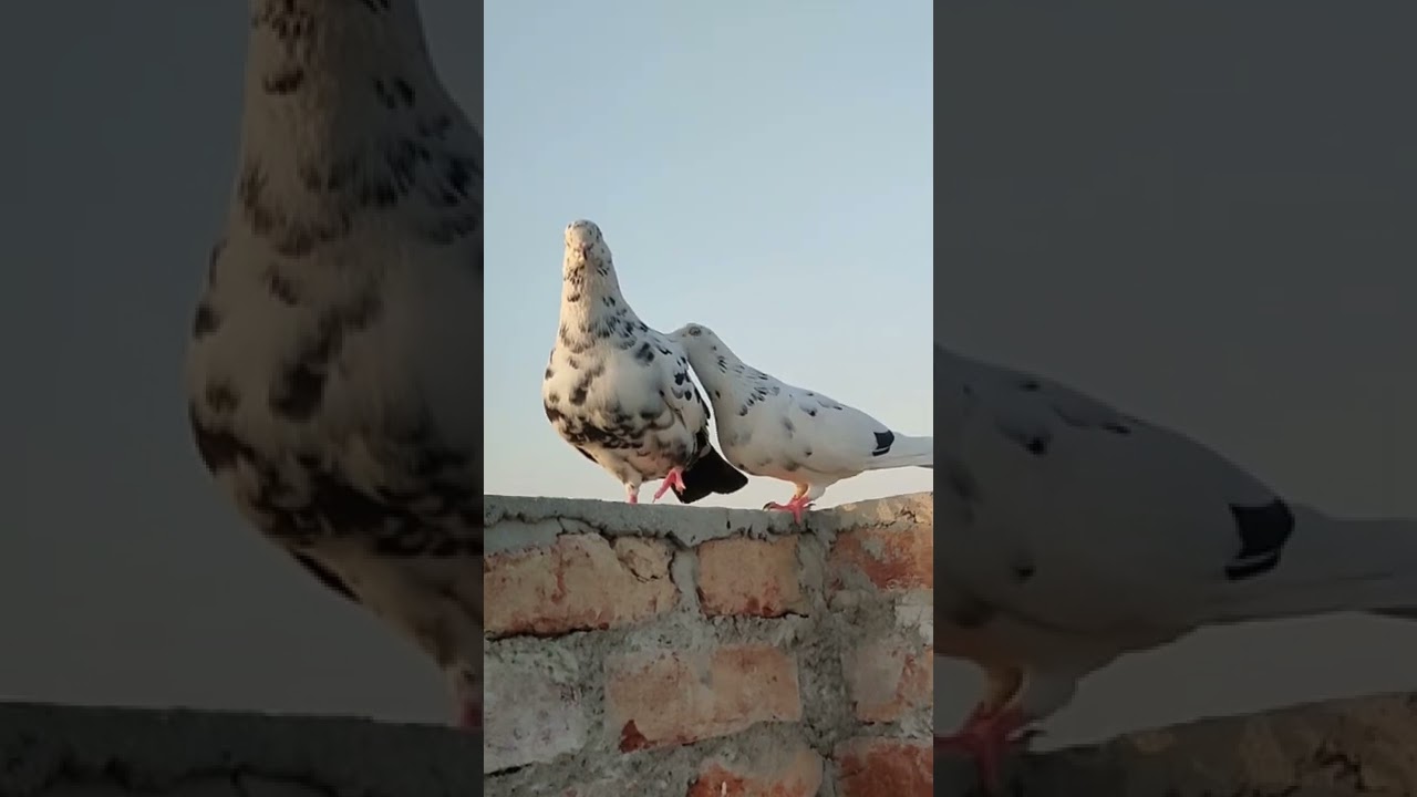 Mehbooba | Kgf | pigeon #shorts