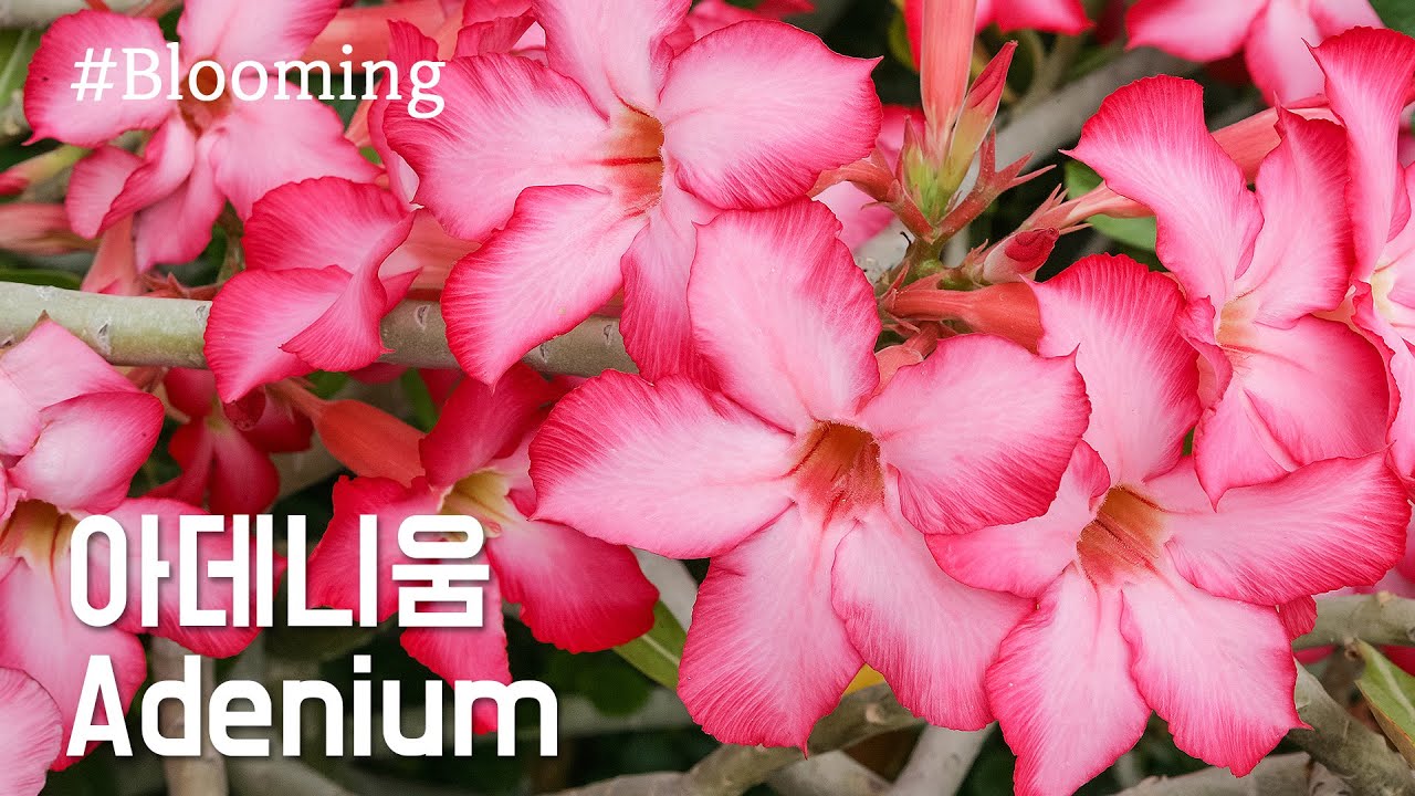 아데니움 꽃피는 모습 / Adenium / 사막의 장미 / 개화