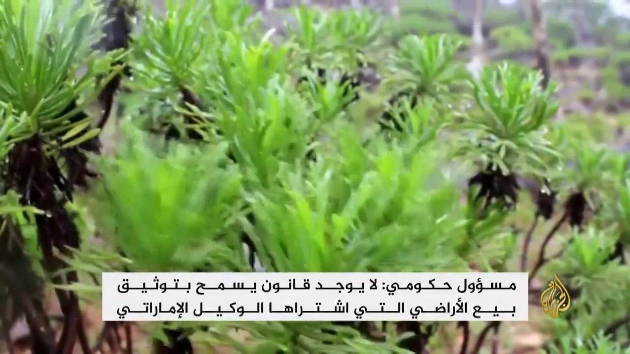 مساع إماراتية للسيطرة على دكسم بسقطرى اليمنية