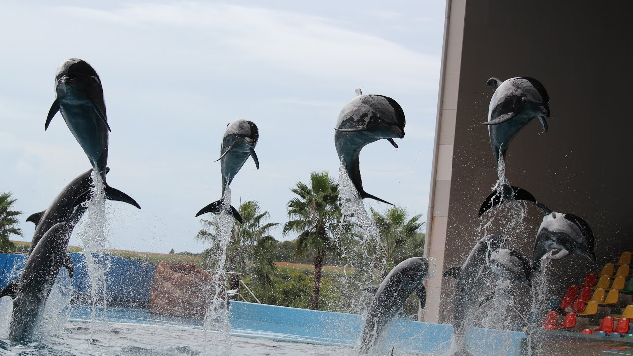 【マリンライブSMILES14:00公演】(2024年10月19日)アドベンチャーワールドイルカショー