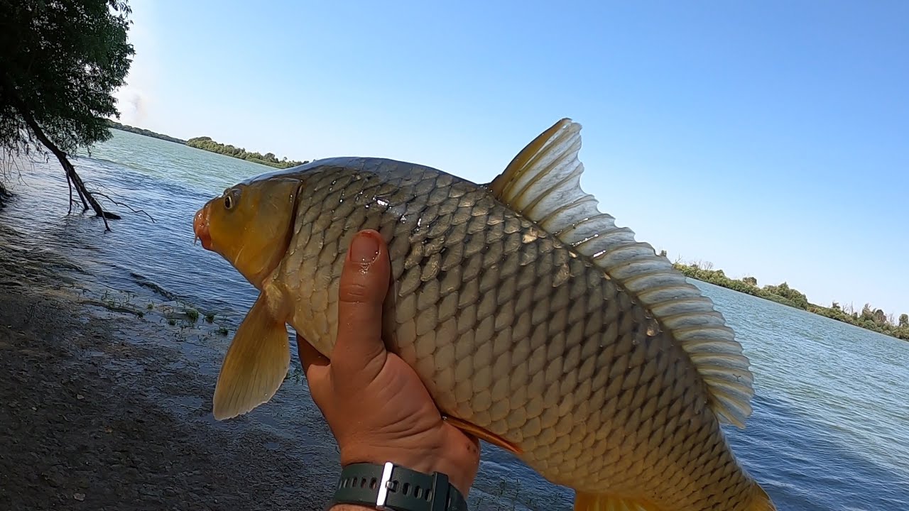 Crapi cu program de hrănire neregulat pe Brațul Chilia 🎣 A Doua Parte 🐟